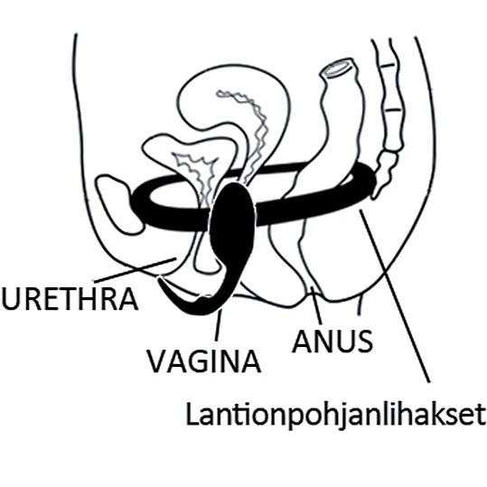 Kaalimato - Harjoituskuulat 