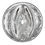 Fleshlight Quickshot Stoya - Tuplamasturbaattori