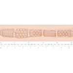 Fleshlight Girls - Tori Black, Torrid