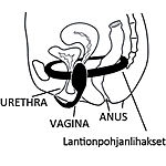 Kaalimato - Harjoituskuulat 